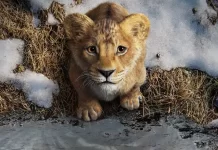 Mufasa: Il Re Leone Disney primo trailer cover