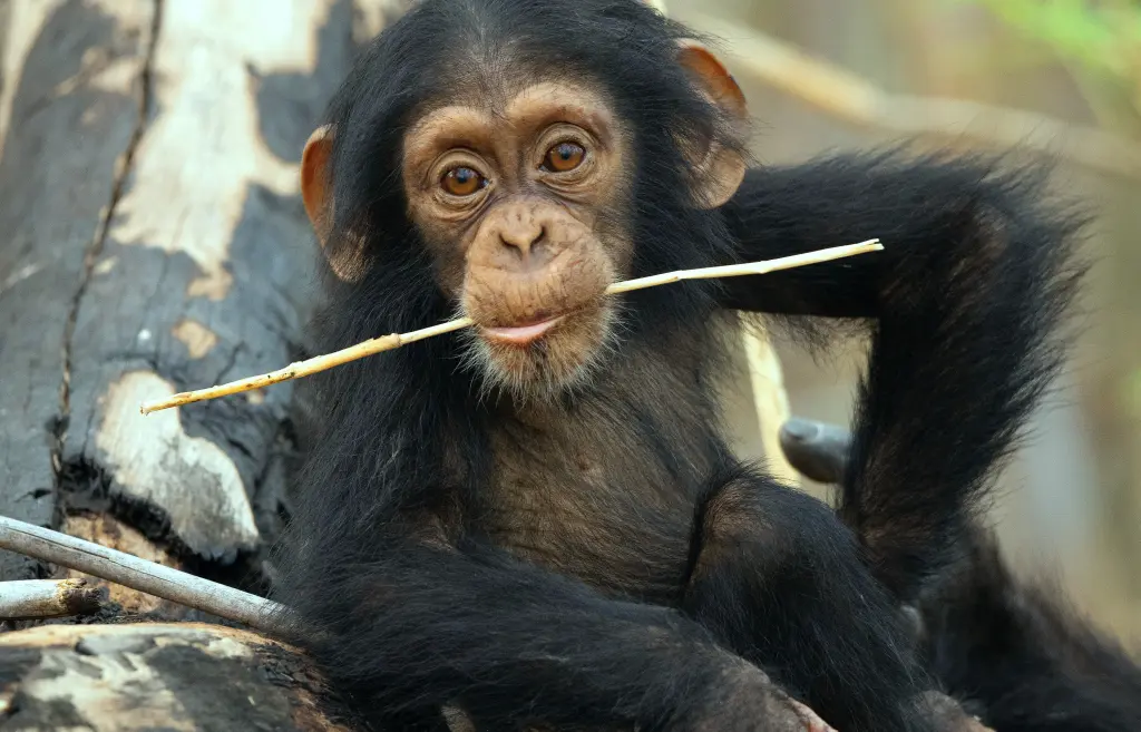 In foto una scimmia nella docuserie I segreti degli animali.