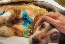 In foto un cane nel documentario Altri animali.