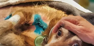 In foto un cane nel documentario Altri animali.