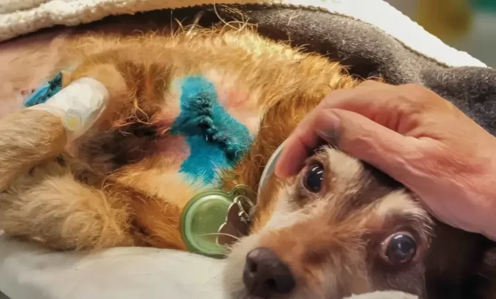 In foto un cane nel documentario Altri animali.