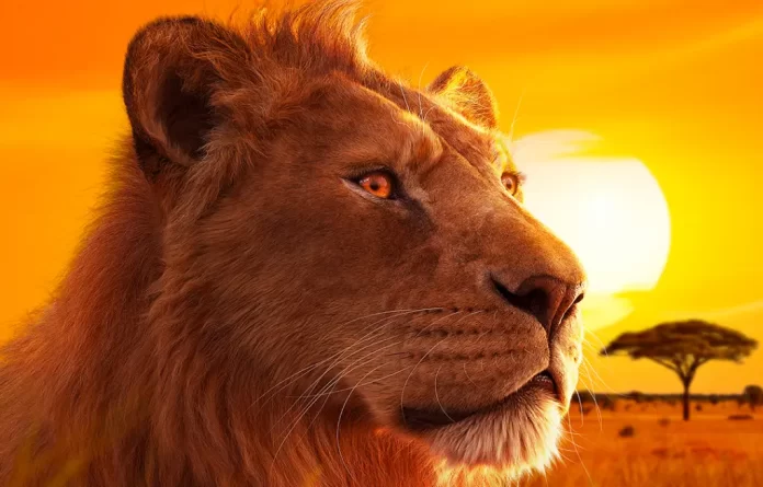 Il leone Mufasa nel film Mufasa: Il re leone.