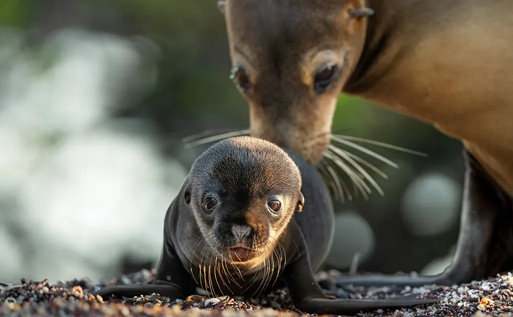 Una scena del film Leoni marini delle Galapagos.