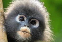 In foto un animale nella serie Underdogs.