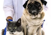 Il poster della serie Pet Anatomy.