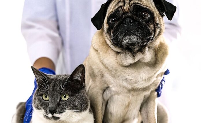 Pet.anatomy.cover Il poster della serie Pet Anatomy.