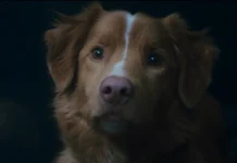 Il cane Indy nell'horror Good Boy.