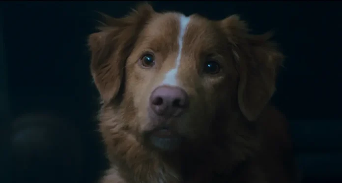 Il cane Indy nell'horror Good Boy.