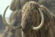 Una scena della docuserie Il pianeta preistorico: era glaciale.