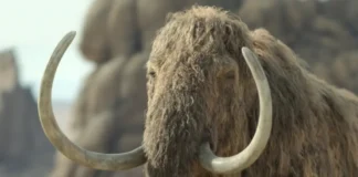 Una scena della docuserie Il pianeta preistorico: era glaciale.