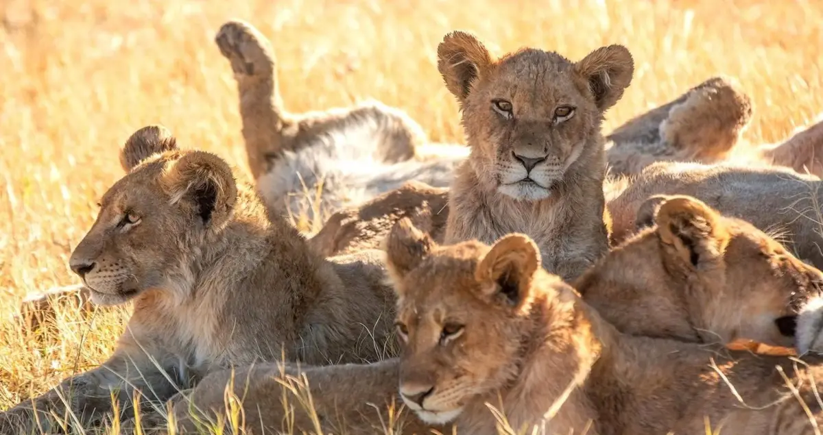 Una scena dalla serie Big Cats – Brivido felino.