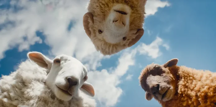 In foto alcune pecore protagoniste del film Pecore sotto copertura.