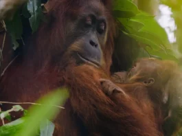 Una scena dal documentario Orango.