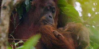 Una scena dal documentario Orango.