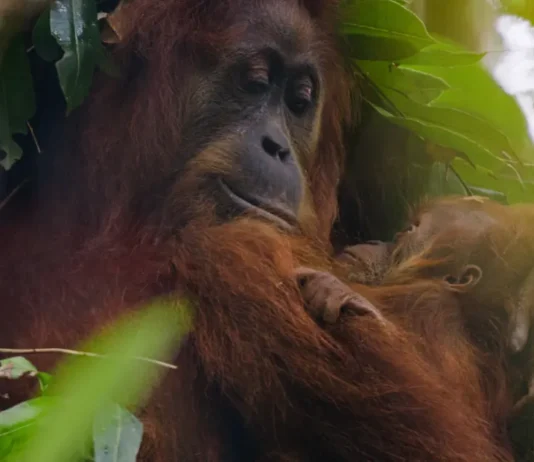 Una scena dal documentario Orango.