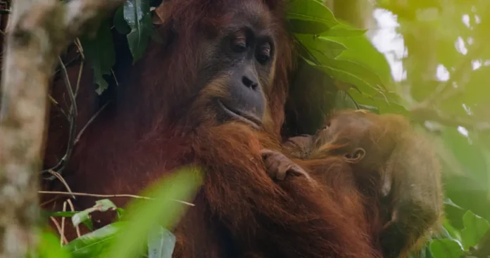 Una scena dal documentario Orango.