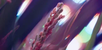 Una scena dalla docuserie RaiPlay Il cibo del futuro.