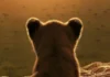 Il poster della serie National Geographic Lion.