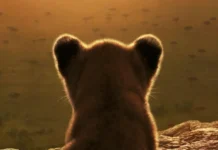 LION: in arrivo su Disney+ la nuova serie National Geographic che racconta la crescita di un leone Il poster della serie National Geographic Lion.