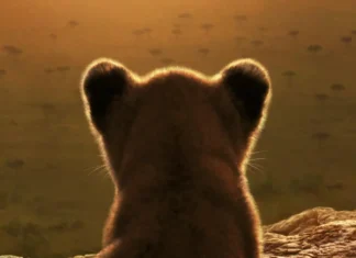 LION: in arrivo su Disney+ la nuova serie National Geographic che racconta la crescita di un leone Il poster della serie National Geographic Lion.