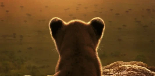 LION: in arrivo su Disney+ la nuova serie National Geographic che racconta la crescita di un leone Il poster della serie National Geographic Lion.