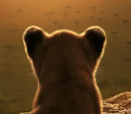 LION: in arrivo su Disney+ la nuova serie National Geographic che racconta la crescita di un leone Il poster della serie National Geographic Lion.