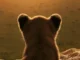 LION: in arrivo su Disney+ la nuova serie National Geographic che racconta la crescita di un leone Il poster della serie National Geographic Lion.